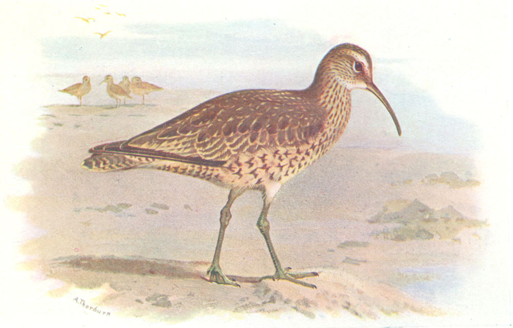 BRITISH BIRDS. Eskimo Curlew. THORBURN 1925 old vintage print picture